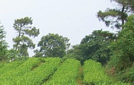 常熟市维摩剑门绿茶有限公司