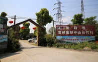 常熟市雪峰蜜梨专业合作社