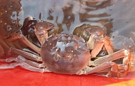 “沙家浜”阳澄湖大闸蟹